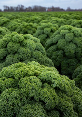 Kale. Field of kale. Vegetables. Noord Holland Netherlands. Agriculture. Open ground vegetables. 