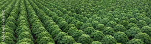 Kale. Field of kale. Vegetables. Noord Holland Netherlands. Agriculture. Open ground vegetables. Panorama. © A