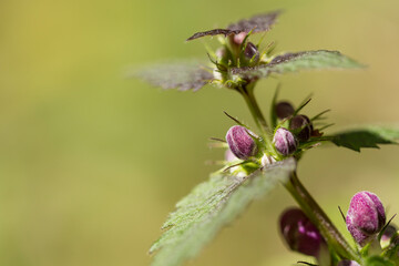 Wall Mural - Lamium maculatum or spotted dead nettle buds and leaves