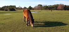Wild Horses - Frozen Pools