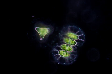 Wall Mural - Protozoa and Green Algae in waste water under the microscope.
