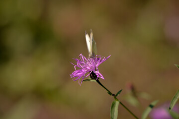 Wall Mural - a white butterfly sitting on Centaurea jacea. beautiful insect in spring season