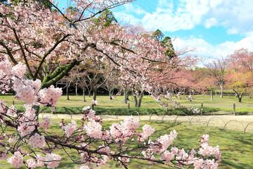 Sticker - Sakura in Koishikawa Korakuen garden, Okayama, Japan