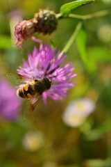 Wall Mural - a bee collecting pollen from centaurea jacea. bombus sitting on the purple flower