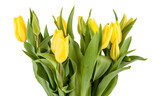 Fototapeta Tulipany - Bouquet of fresh spring tulips isolated on white background. View of another flower in the portoflio.
