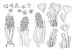 Flowers vector line drawing. Hyacinths. Crocuses. Flowers line drawn on a white background. Sketch hyacinth. Spring flowers.