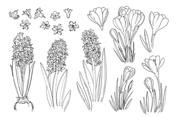 Flowers vector line drawing. Hyacinths. Crocuses. Flowers line drawn on a white background. Sketch hyacinth. Spring flowers.