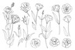 Lisianthus. Eustoma. Flowers line drawn on a white background. Vector sketch of flowers.