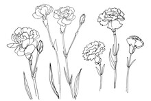 Set Of Grass Narisovyh Black Line, Summer Grass, Vector. Carnation