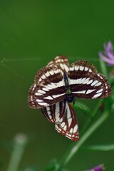 Wall Mural - Limenitis camilla insect sitting on a plant. white admiral in the summer sunlight