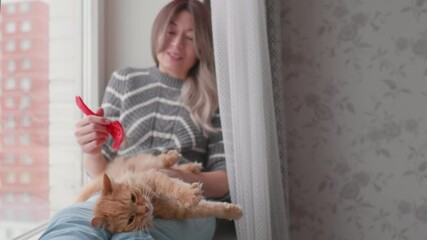 Wall Mural - Woman combs fur of cute ginger cat with red furminator. Fluffy pet with its owner on windowsill.