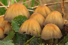 Closeup Shot Of Glistening Inkcap Mushrooms On The Forest Ground