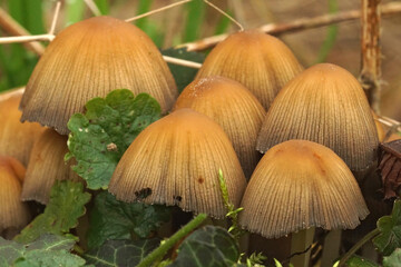 Poster - Closeup shot of glistening inkcap mushrooms on the forest ground