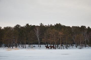 two horses walk near the forest in winter