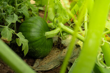 Organic Green Squash Ready To Be Harvested