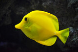 Fototapeta Psy - yellow tang fish