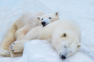 Wall Mural - polar bear in the snow