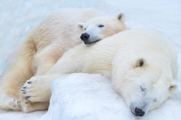 polar bear sleeping