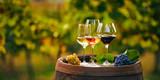 Fototapeta Sypialnia - Three glasses with white, rose and red wine on a wooden barrel in the vineyard. Wide photo