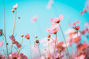 Wall Mural - flowers in the meadow