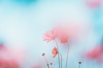 Wall Mural - beautiful cosmos flowers are blooming in vintage tones with bright sky background.