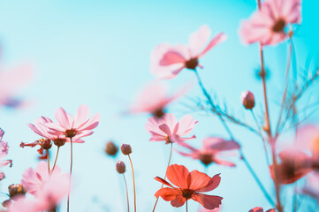 Wall Mural - beautiful cosmos flowers are blooming in vintage tones with bright sky background.
