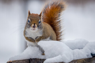 Wall Mural - Close up of American Red Squirrel (Tamiasciurus hudsonicus) sitting in the snow during winter. Selective focus, background blur and foreground blur.
