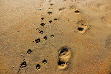 Man And Dog Footprints On The Sand On The Beach
