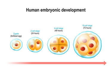 Wall Mural - cell division and prenatal development