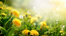 Beautiful flowers of yellow dandelions in nature in warm summer or spring on meadow  in sunlight, macro. Dreamy artistic image of beauty of nature. Soft focus.