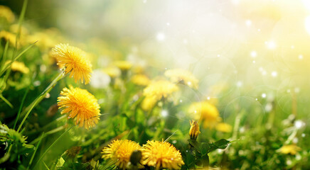 Fotomurales - Beautiful flowers of yellow dandelions in nature in warm summer or spring on meadow in sunlight, macro. Dreamy artistic image of beauty of nature. Soft focus.
