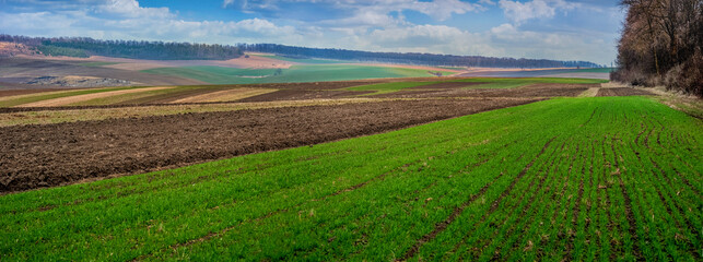 Fotomurales - green winter wheat spring field, plowed lands and relief hilly landscape in the background