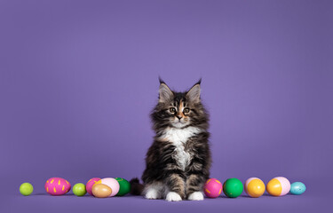 Cute fluffy tortie with white Maine Coon cat kitten, sitting up inbetween colorful painted easter eggs. Looking towards camera with attitude. Isolated on solid purple background.