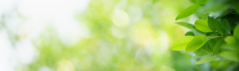 Closeup of green nature leaf on blurred greenery background in garden with bokeh and copy space using as background cover page concept.