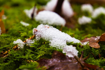 Melting snow on green moss in the forest