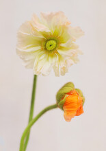 Opened White Yellow Iceland Poppy Blossom Isolated On Grey Background. Several Beautiful Poppies.