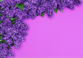 Wall Mural - Purple lilac flowers green leaves Floral border background