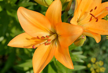  Close-up Two Bright Orange Lilies On Green Background.