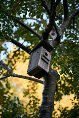 From below of shabby handmade birdhouse hanging from tree branch in park in summer