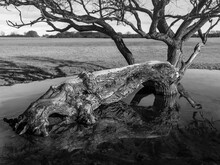 Fallen Tree Due To Storm Damage Surrounded By Stagnant Rainwater In Pasture. Beverley, UK.