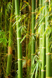 tropical bamboo in nature,foliage bamboo tree natural background.Natural bamboo trees have a light to the side and copy space.
