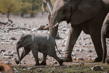 Side View Of Baby And Adult African Elephants Walking In Savanna On Sunny Day