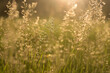 © Jose Luis Alvarez/ADDICTIVE STOCK - Wild Grass In Bloom In Warm Sunset Light