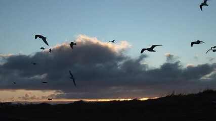 Wall Mural - Large flock of seagulls flying slow motion Reykjavik dawn