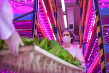 Workers With Face Mask On Aquaponic Farm, Sustainable Business And Coronavirus.