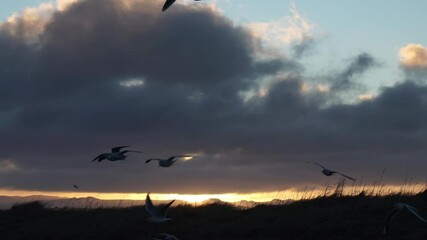 Wall Mural - Seagulls flock flying slow motion close up dawn