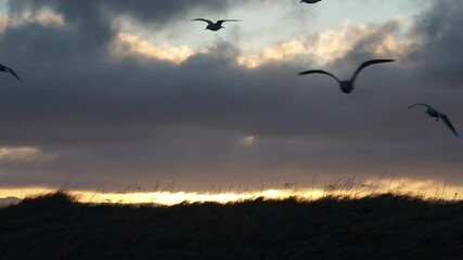 Wall Mural - Seagulls gliding on wind slow motion sunrise