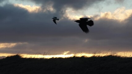 Wall Mural - Seagull and raven flying in wind slow motion sunrise