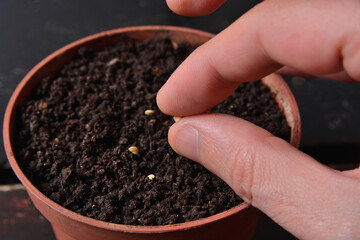 Fingers hold a small seed of hot pepper ready for sowing in a pot with soil at home. Gardening and botanical concept