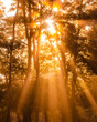 © Pol Sole/ADDICTIVE STOCK - From below scenery of bright sun rays penetrating branches of tall trees in morning forest